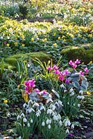Eranthis hyemalis, Galanthus and Cyclamen coum - Dial Park
