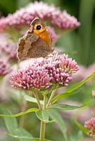 Maniola jurtina - Meadow Brown Butterfly feeding on  Eupatorium canabinum Flore Pleno - Hemp Agrimony