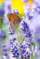 Maniola jurtina - Meadow Brown Butterfly feeding on  Lavandula sp - Lavender