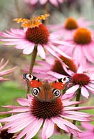 Inachis io - Peacock and Polygonia c-album - Comma Butterflies on Echinacea purpurea flowers - Coneflower