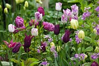 Tulipa 'Burgundy', Tulipa 'Spring Green', Tulipa 'Blue Diamond', Tulipa 'Shirley' growing with Lunaria annua

