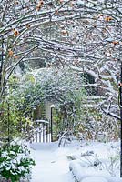 View of formal town garden with path to garden gate in winter with Box edging and rose hips of Rosa 'Meg' growing over garden arch - Rhadegund House, New Square, Cambridge