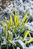 Yucca flaccida 'Golden Sword' with snow
