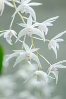 Dendrobium kingianum var. album - Scented orchid