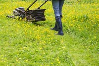 Woman mowing path through buttercups with petrol lawnmower