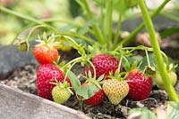 Step by step for planting strawberries in a hanging metal container