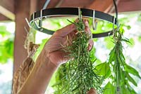 Hanging harvested herbs - Rosemary
