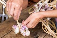 Step by step - Plaiting garlic 'Early Purple Wight'