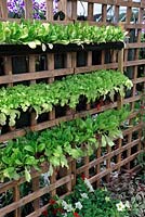 Lettuce grown in rainwater pipes hung on trellis