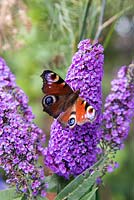Peacock butterfly (Inachis io) sat upon Buddleja