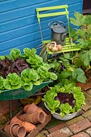 Small garden corner with old wheelbarrow planted with lettuce varieties 'Little Gem Pearl' and 'Dazzle'