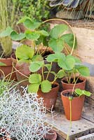 Strawberry runners potted besides Strawberry plant