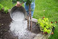 Pouring wood ash over vegetable patch to improve plant growth
