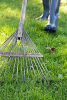 Removing worm cast from garden lawn using a rake