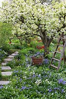 Spring garden with old pear tree in bloom. Wooden ladder and basket surrounded by planting of tulips, hosta, bluebells and narcissus 