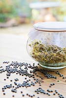Glass jar of Sprouted Dark Speckled Lentils, with lentils scattered on table.