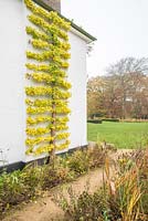 Ginkgo biloba in autumn. Trained as an espalier on gable end of house.