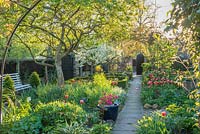 Formal town garden in spring with quince tree, roses trained over arches, box edging, Morello cherry, azalea in pot beside path and tulips.