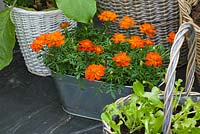 Conservatory with metal container planted with orange calendulas