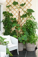 Conservatory with wicker baskets/ containers planted with tomatoes and cucumbers