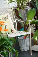 Conservatory with metal chair and cushion and wicker containers planted with foliage plants and gerberas