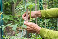 Tying in tomato plants to stake supports