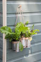 Variety of lettuces hanging in alluminium cans on the side of a shed