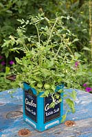 Tomato plant growing inside a vintage salt container