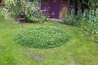 Creating a Clover mound - Circular mound of clover left behind after mowing. This ensures insects and bees come back to your garden to visit the flowering Clover.