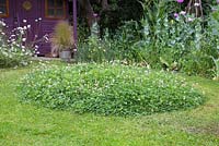Creating a Clover mound - Circular mound of clover left behind after mowing. This ensures insects and bees come back to your garden to visit the flowering Clover.