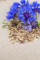 Flower, seed heads and seeds of Cornflower
