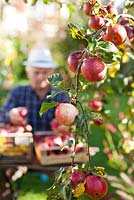 Malus 'Relinda'. Out of focus Man selecting healthy apples for winter storage.
