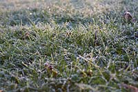 Lawn with frost in November