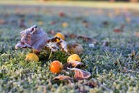 Crabapples and Bellis perennis on grass lawn with frost, November
