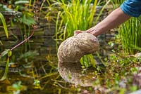 Barley Straw pond cleaner. Placing sack of Barley Straw in the centre and deepest part of the pond