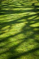 Shadows on the lawn