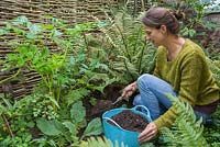 Woman mulching a shady border with Composted Green Waste