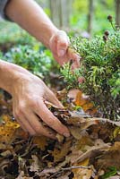 Mulching a garden border with autumnal leaves