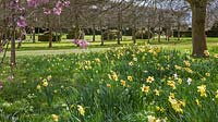 Highgrove Garden in Spring, April 2013. Daffodils and blossom near the Thyme Walk.