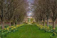 Highgrove Garden in Spring, April 2013. Daffodils in the Lime Avenue.