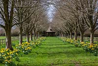 Highgrove Garden in Spring, April 2013. The Dovecote and daffodils in the Lime Avenue.    