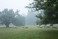 Sheep graze in the Meadow around Highgrove. Some of the trees around Highgrove date back to 1680. September 2013. 