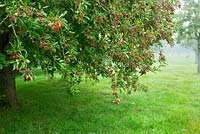 Crab apples, in the Lower Orchard, Highgrove Garden, September 2013. Apples in the orchard are completely organic.  