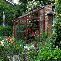 Wooden lean-to greenhouse filled with pelargonium. Outside, rambling rose on wall, delphinium and eremurus.