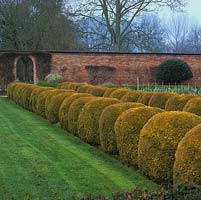 Path leading to wrought iron gate in old red brick wall is edged in great globes of Thuja occidentalis Rheingold.