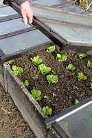 Opening a cold frame to ventilate young salads in autumn