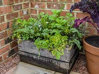 A wooden crate used as a small raised herb and vegetable bed.