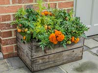 A wooden crate used as a small raised bed for tomatoes. Planted with marigold to deter Whitefly.