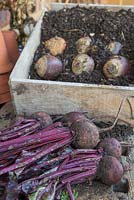Storing Root Vegetables - Beetroot being stored in compost, within a wooden crate