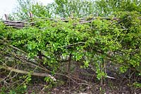 Crataegus momogyna - Layed hawthorn hedge.